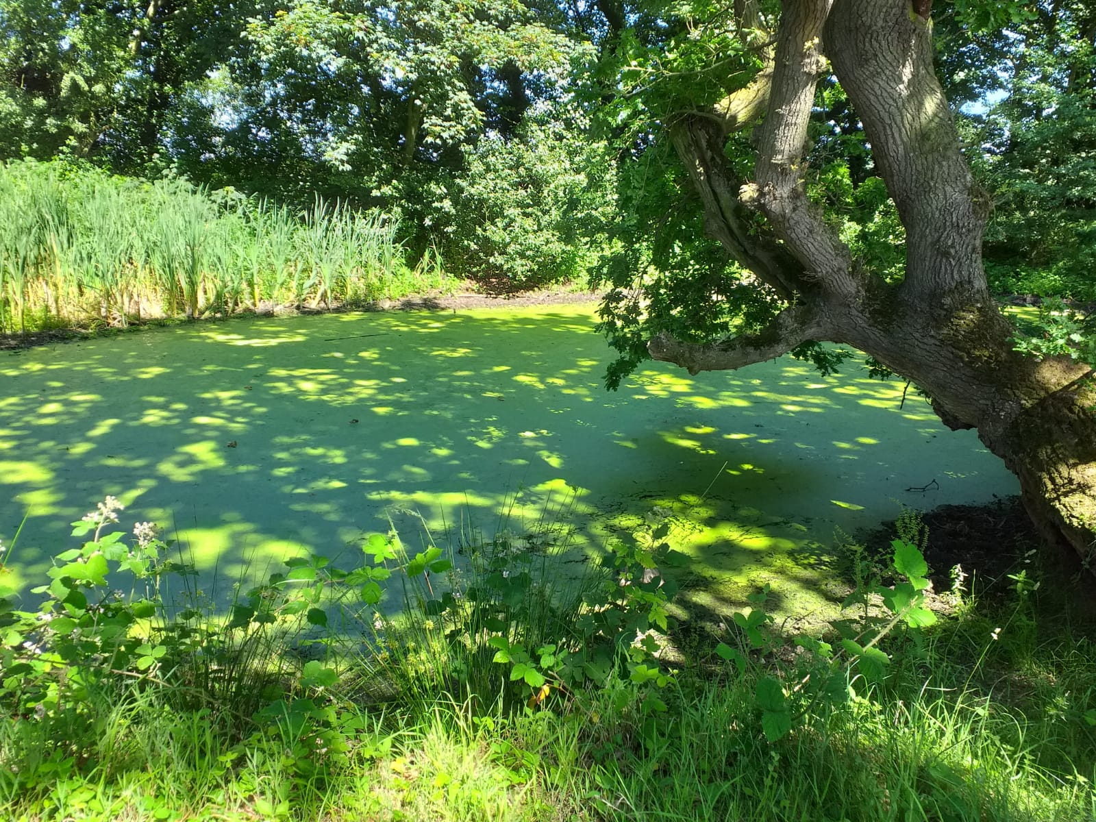 Northrepps Shrieking Pit