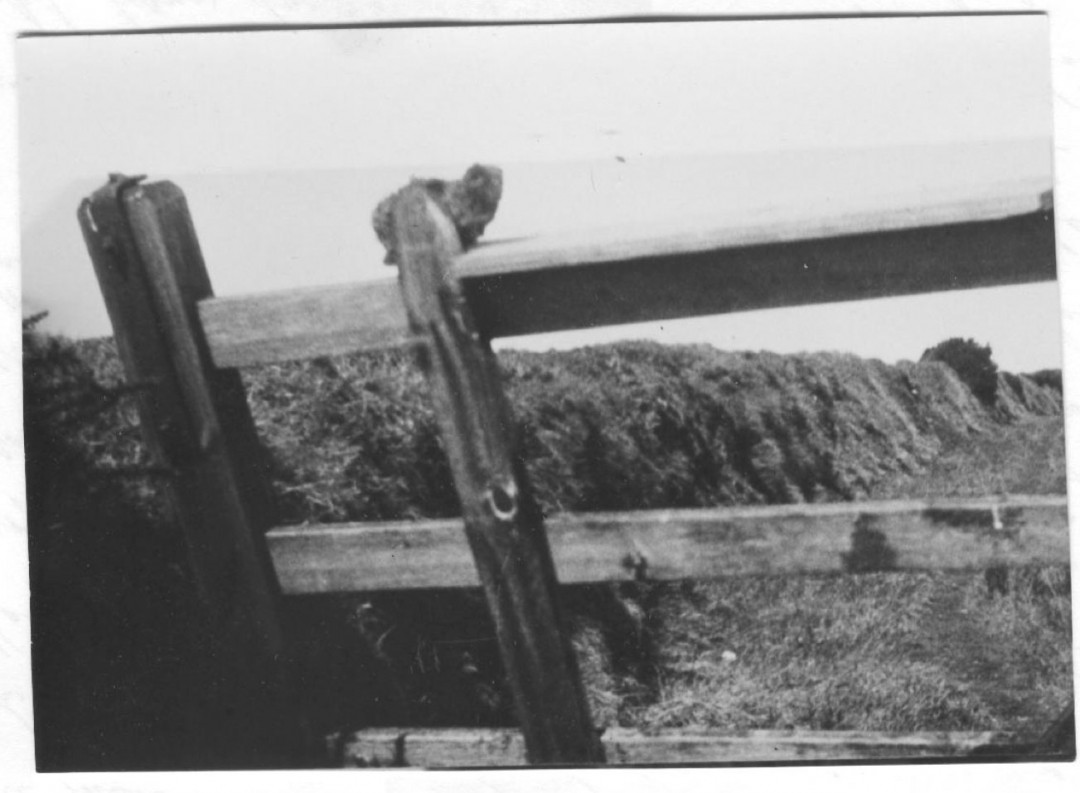 NINTCHDBPICT000471049169