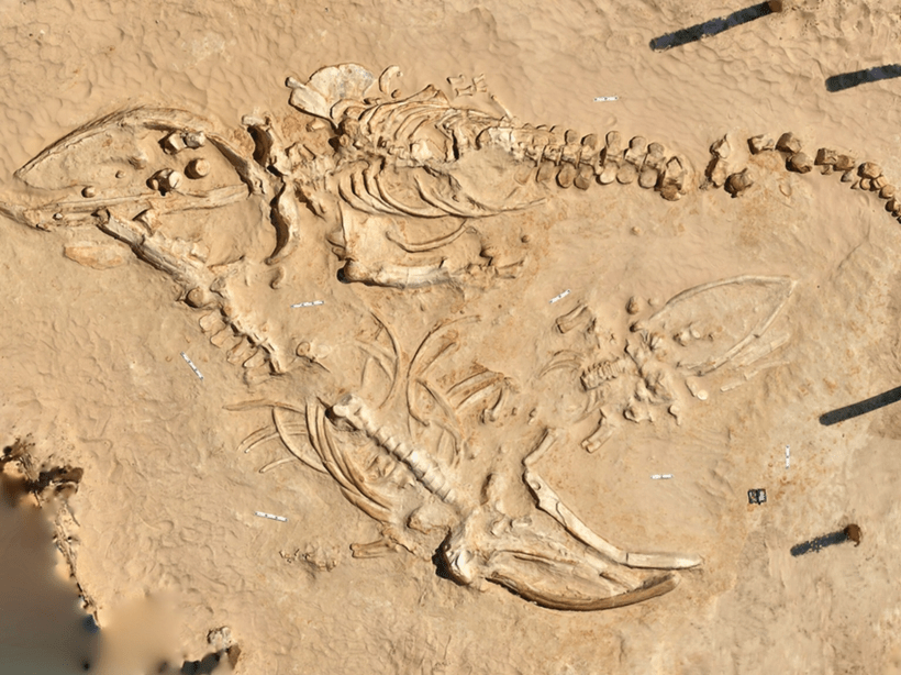 The Whale Graveyard in the&nbsp;Desert